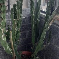 piante grasse bellissime