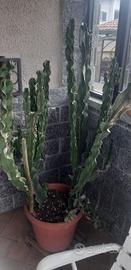 piante grasse bellissime