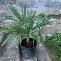 Palma Washingtonia altezza 68 in vaso da 30 cm.