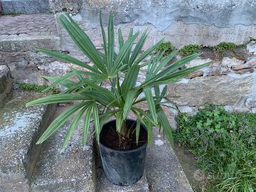 Palma Washingtonia altezza 68 in vaso da 30 cm.