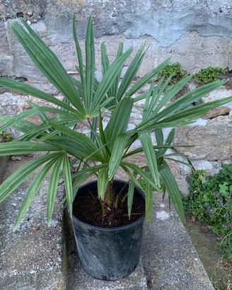 Palma Washingtonia altezza 68 in vaso da 30 cm.