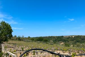 1 ettaro di terreno con vigneto DOC e uliveto