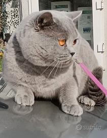 Maschio per accoppiamento British Shorthair