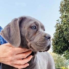 Cucciola femmina di cane corso