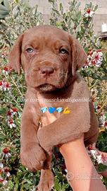 Cuccioli cane corso italiano con pedigree ENCI