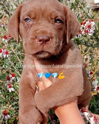 Cuccioli cane corso italiano con pedigree ENCI