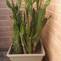 Pianta grassa - Opuntia brasiliensis