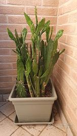 Pianta grassa - Opuntia brasiliensis