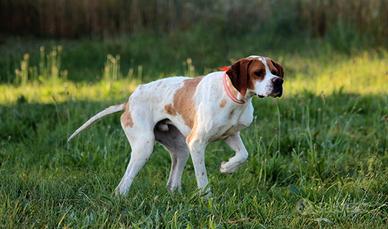 Pointer da caccia