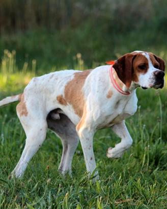 Pointer da caccia