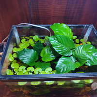 Anubias Barteri (pianta per acquario)