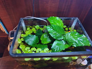 Anubias Barteri (pianta per acquario)