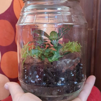 Terrario in vasetto
