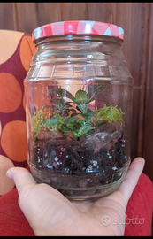 Terrario in vasetto