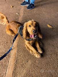 Cocker Spaniel