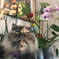 Gatta Persiana Tartaruga