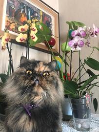 Gatta Persiana Tartaruga