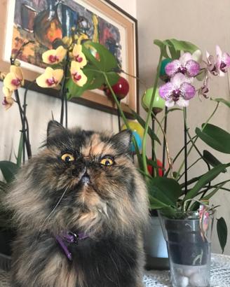 Gatta Persiana Tartaruga