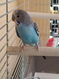 Cocorite
