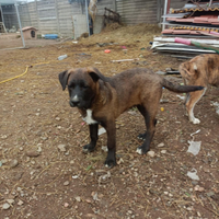 Cuccioli taglia media