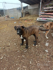 Cuccioli taglia media