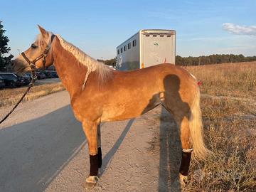 Cavallo Haflinger 8 anni (femmina)