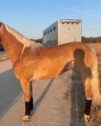 Cavallo Haflinger 8 anni (femmina)
