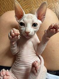 Cucciolo Sphynx