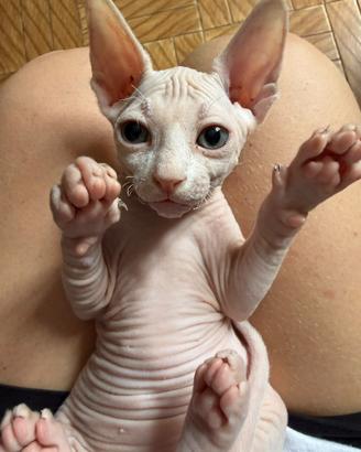 Cucciolo Sphynx