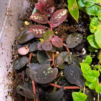 Talea di Pellionia repens