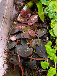 Talea di Pellionia repens