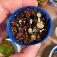 Utricularia Calycifida