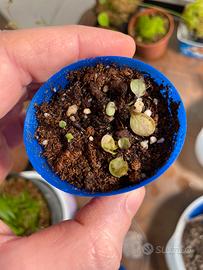 Utricularia Calycifida