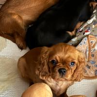 Cavalier King Charles Spaniel