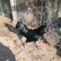 Gallo di cemani