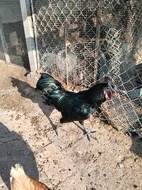 Gallo di cemani