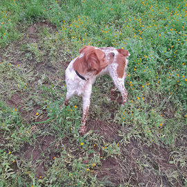 Breton maschio