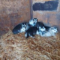 Cuccioli di siberian husky