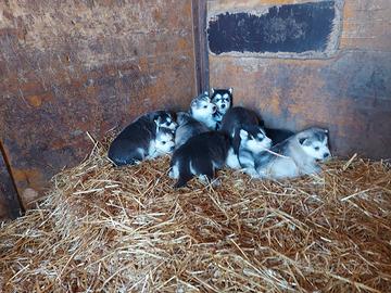 Cuccioli di siberian husky