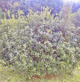 Piante di Osmanthus Aquifolium 120cm