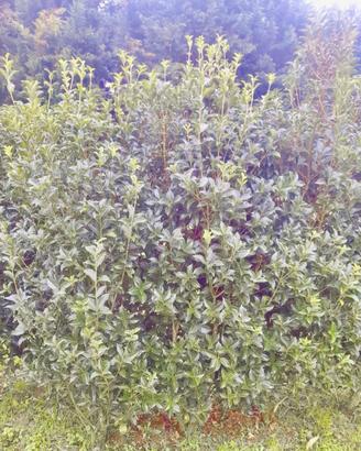 Piante di Osmanthus Aquifolium 120cm