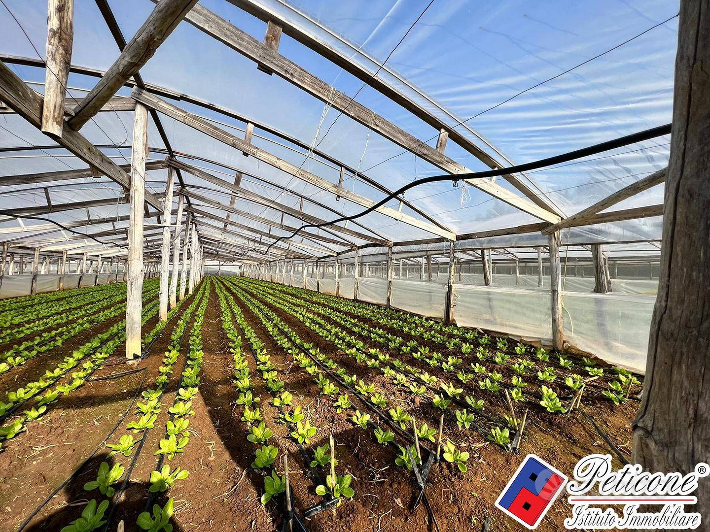 Terreno agricolo - Fondi - Vista 5