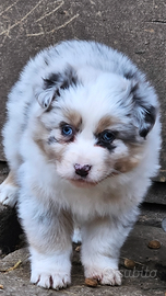 Australian shepherd cucciole