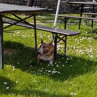 Bull terrier miniature per monta