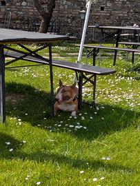 Bull terrier miniature per monta