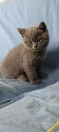 Scottish Fold e Straight - All. ENFI Hill Flowers