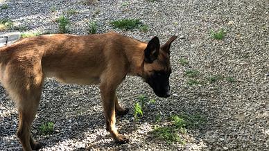 Cucciolone malinois
