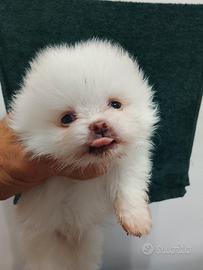 Volpino di pomerania mini