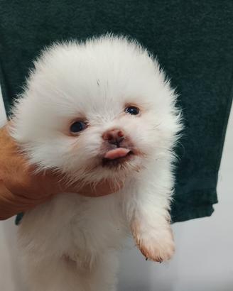 Volpino di pomerania mini
