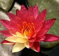 piante acquatiche Ninfee ninfea